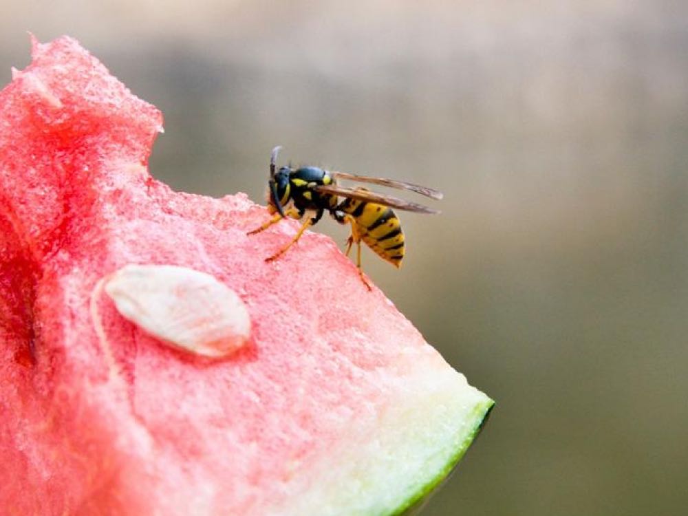Darstellung von einem Insekt auf einer Wassermelone